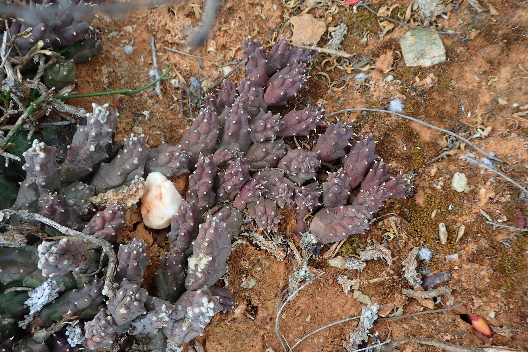 Ceropegia geminata subsp. geminata的圖片