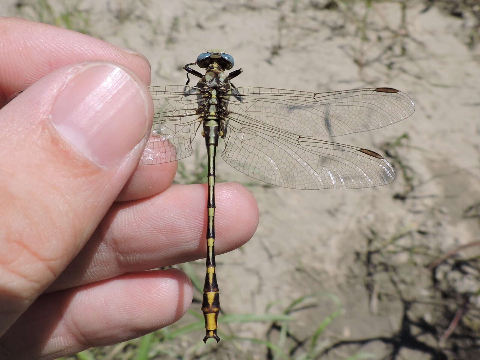 صورة Phanogomphus militaris (Hagen ex Selys 1858)