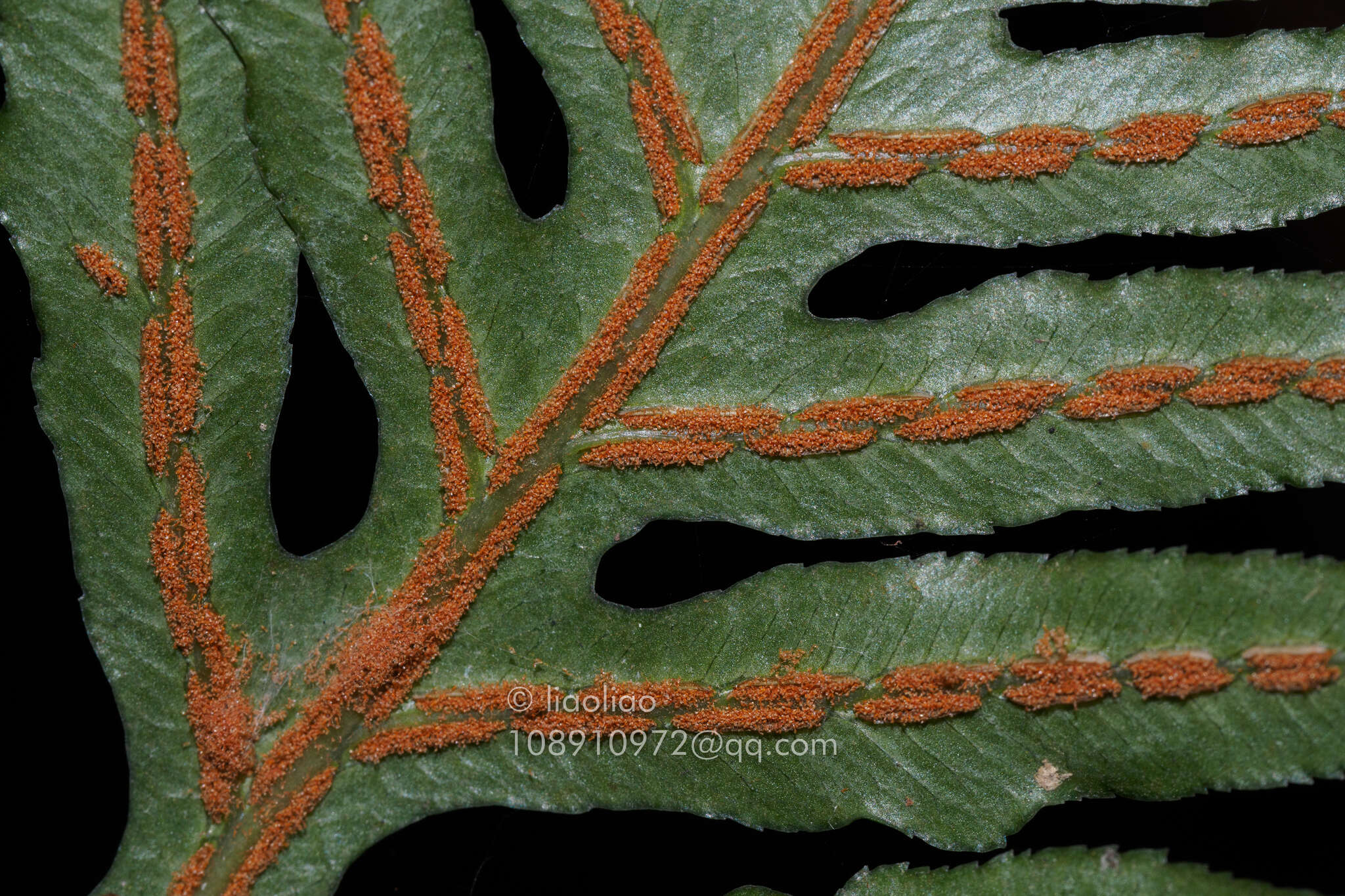 Image of Woodwardia kempii Copel.