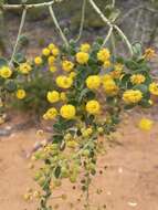 Image of Acacia uncinata Lindl.