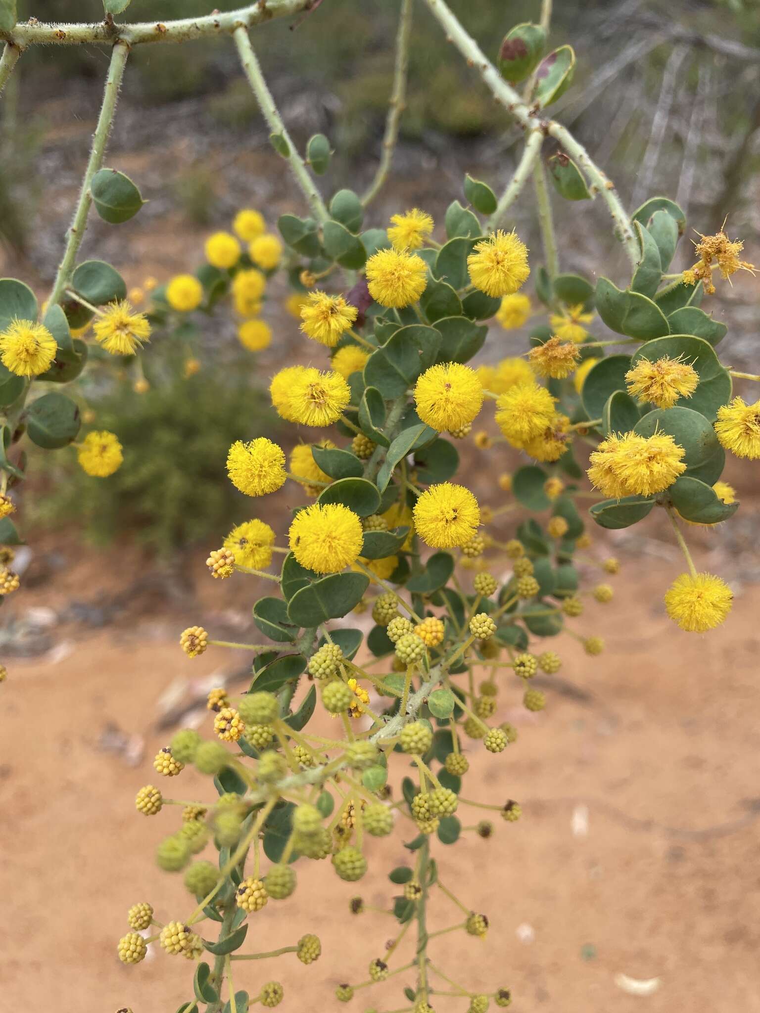 Image of Acacia uncinata Lindl.