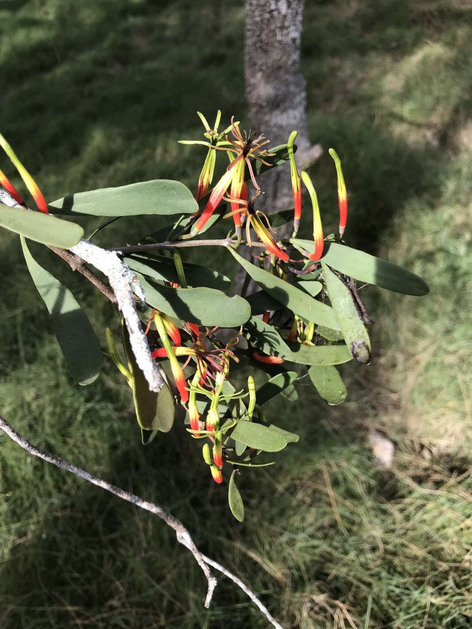 Image of Lysiana maritima (B. A. Barlow) B. A. Barlow