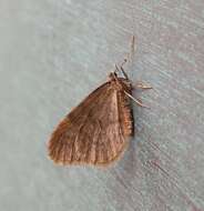 Image of winter moth