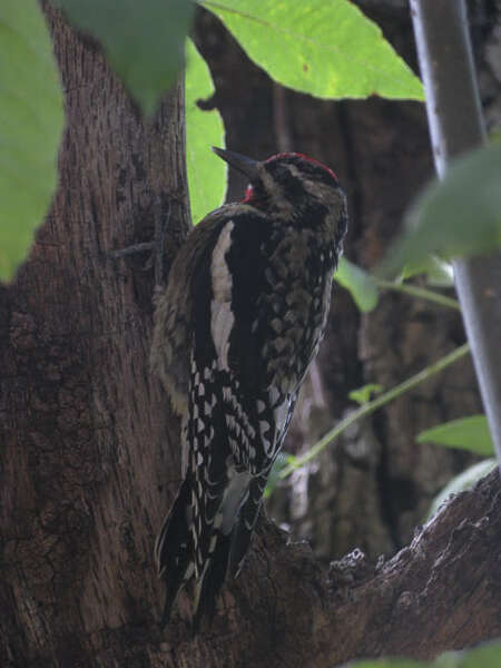 Image of Sapsucker