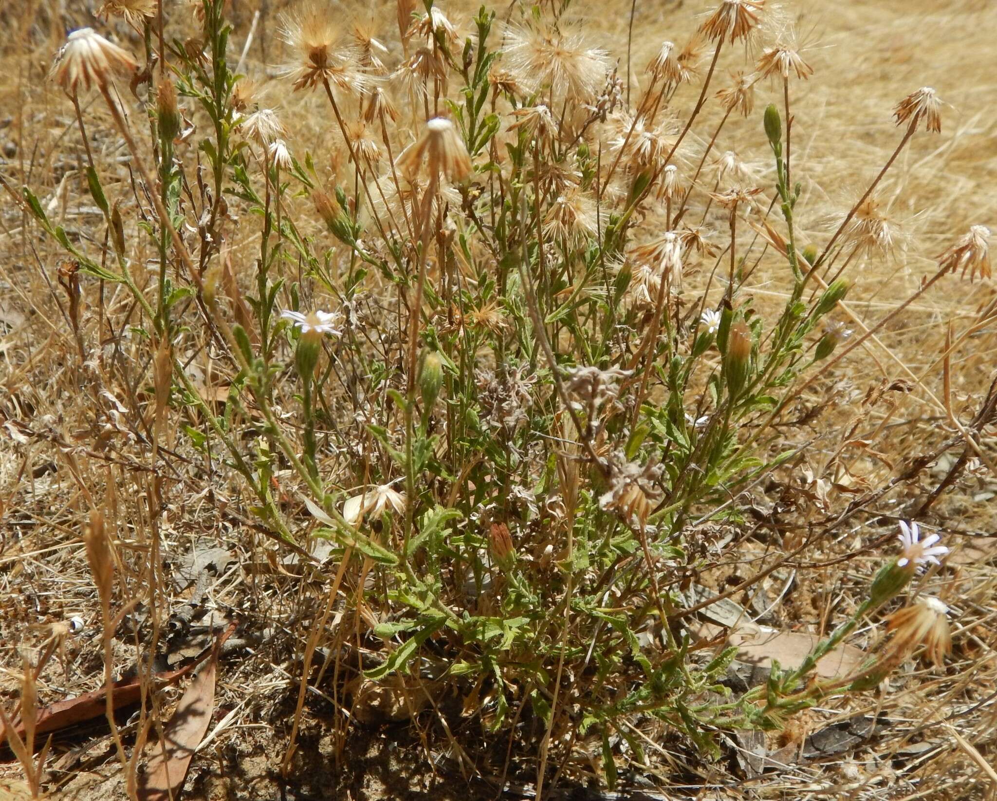 Vittadinia australasica (Turcz.) N. T. Burb. resmi