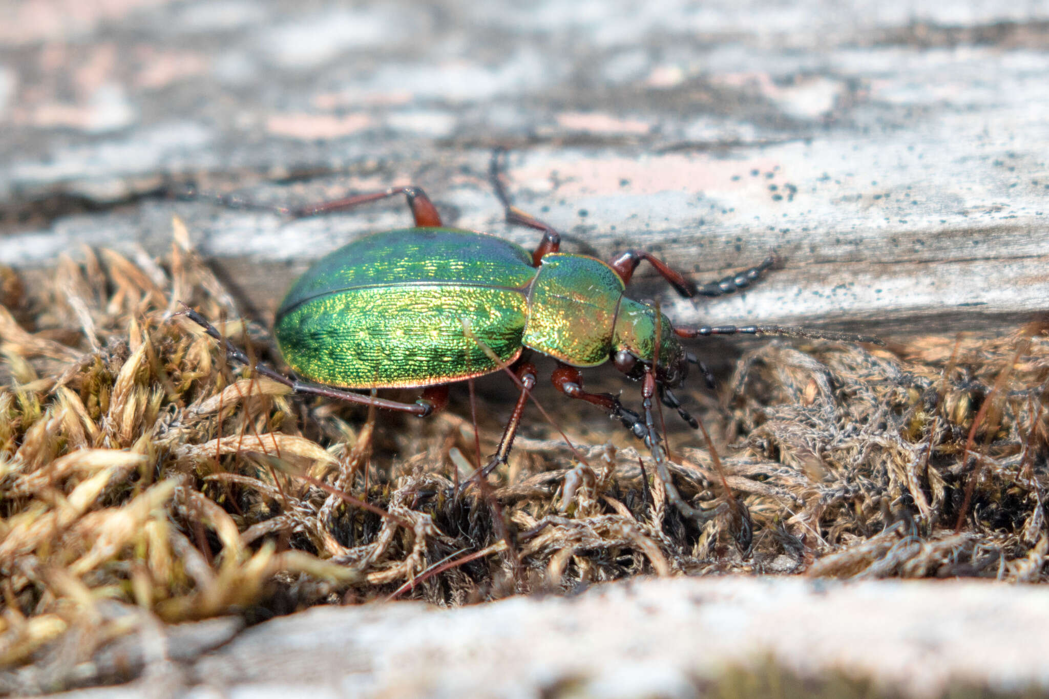 Carabus (Diocarabus) truncaticollis Eschscholtz 1833 resmi