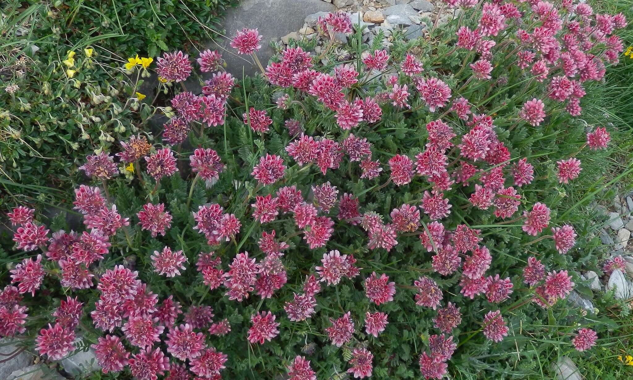 Image of Mountain Kidney Vetch