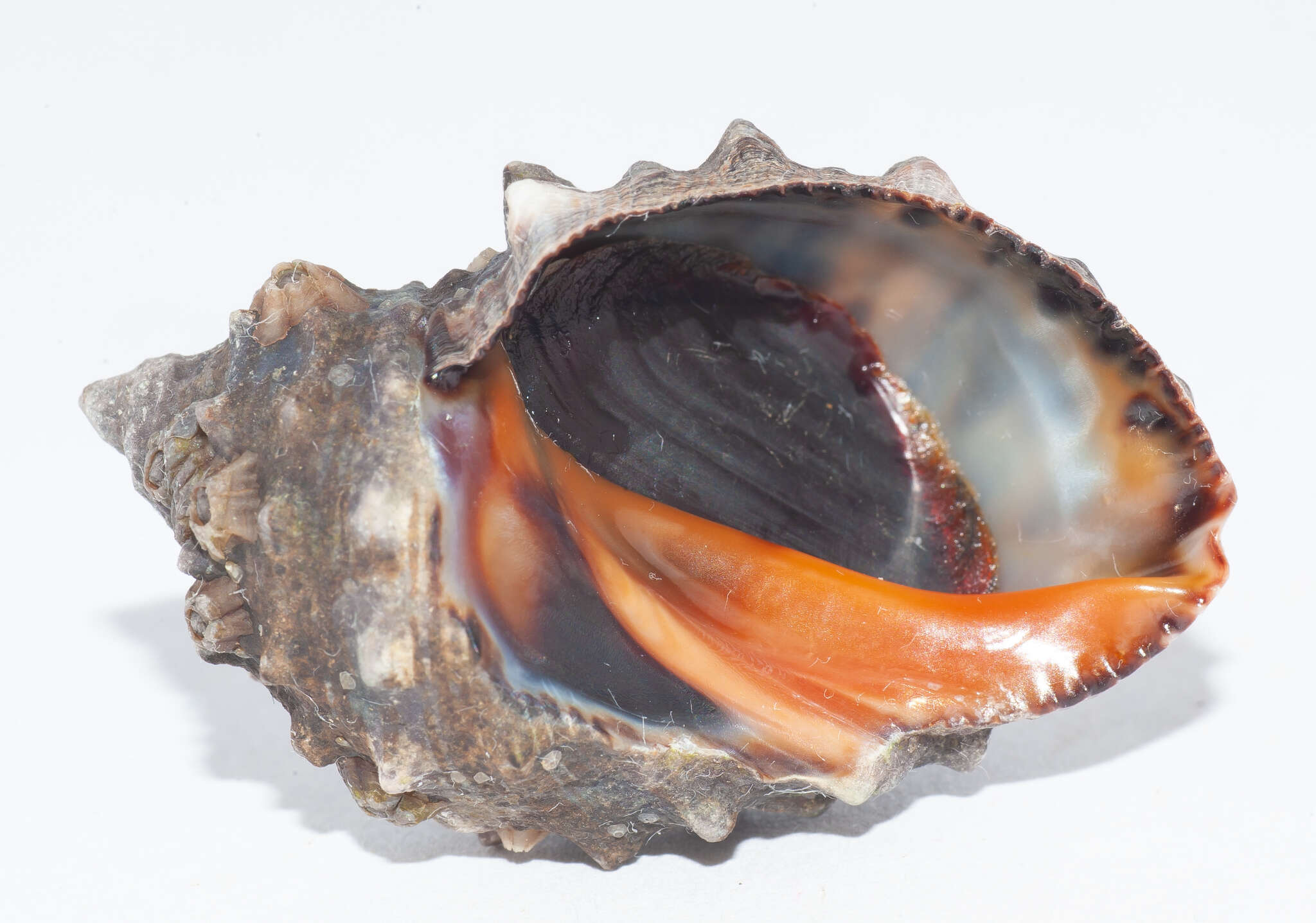 Image of wide-mouthed dye shell