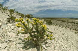 Image of tree cholla