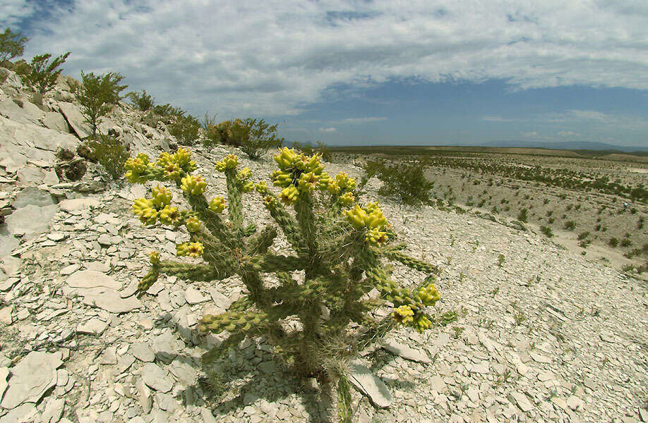 Image of tree cholla