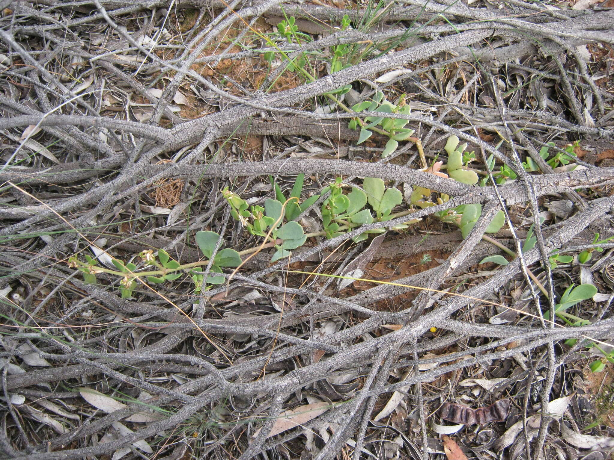 صورة Roepera glauca (F. Müll.) Beier & Thulin