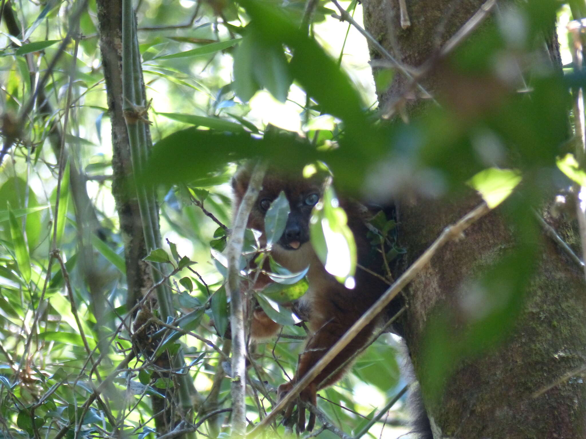 Image of Red-bellied Lemur