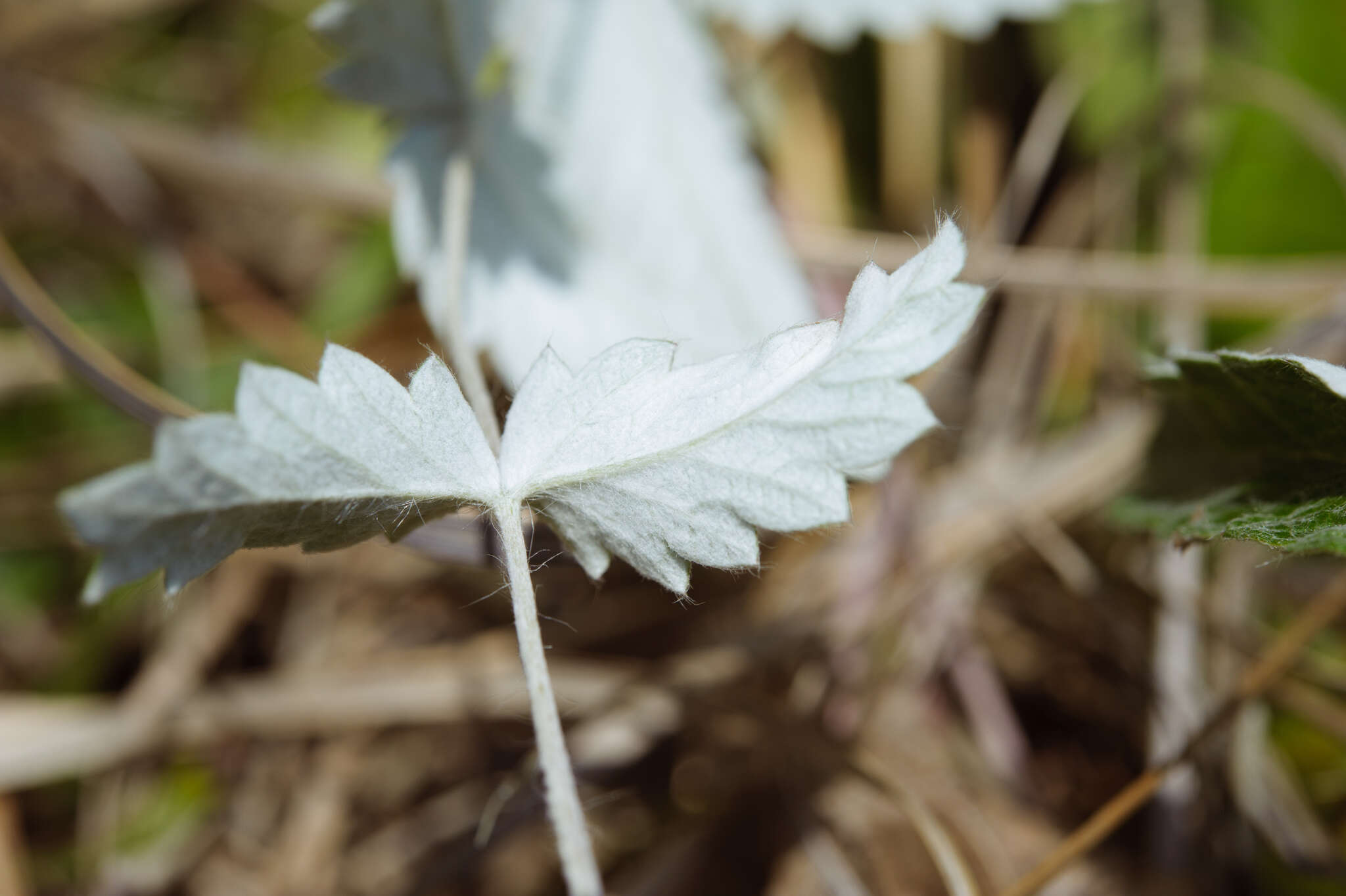 Image of Potentilla discolor Bunge