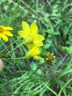 Image of whorled tickseed