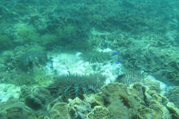 Image of crown of thorns starfish