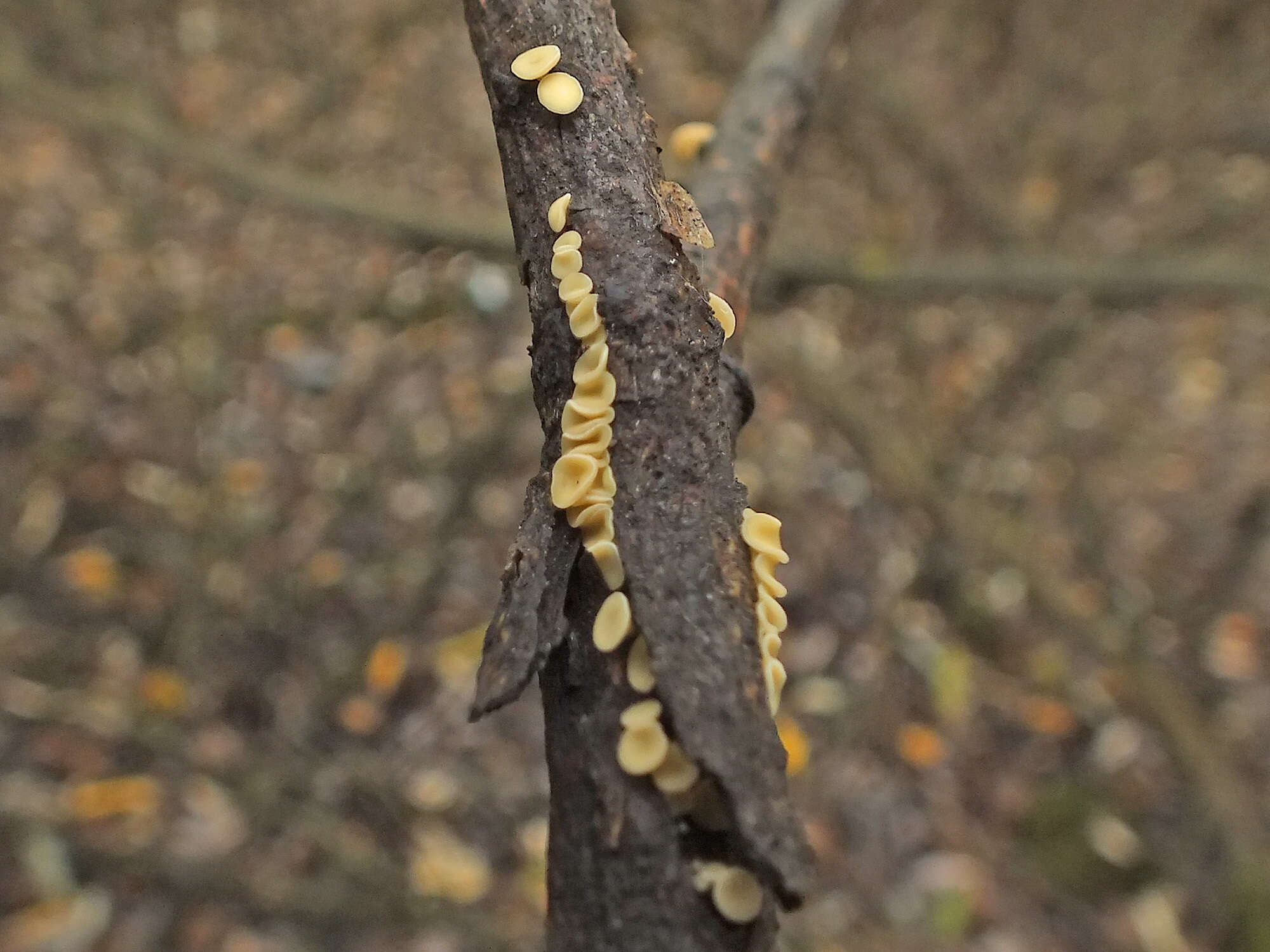 Imagem de Hymenoscyphus salicellus (Fr.) Dennis 1964