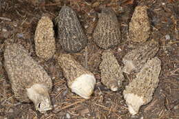 Image of Morchella tomentosa M. Kuo 2008