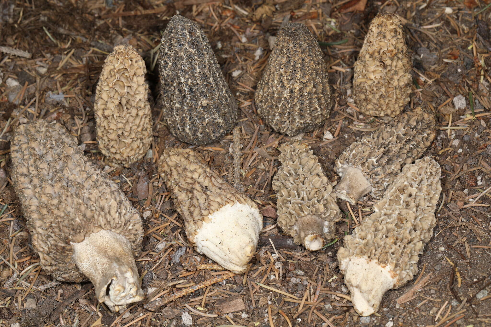 Image de Morchella tomentosa M. Kuo 2008