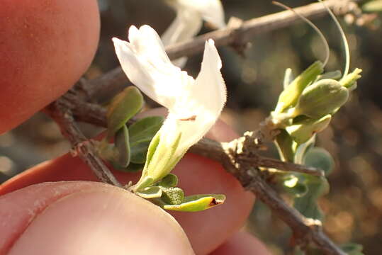 Image of Justicia incana (Nees) T. Anders.