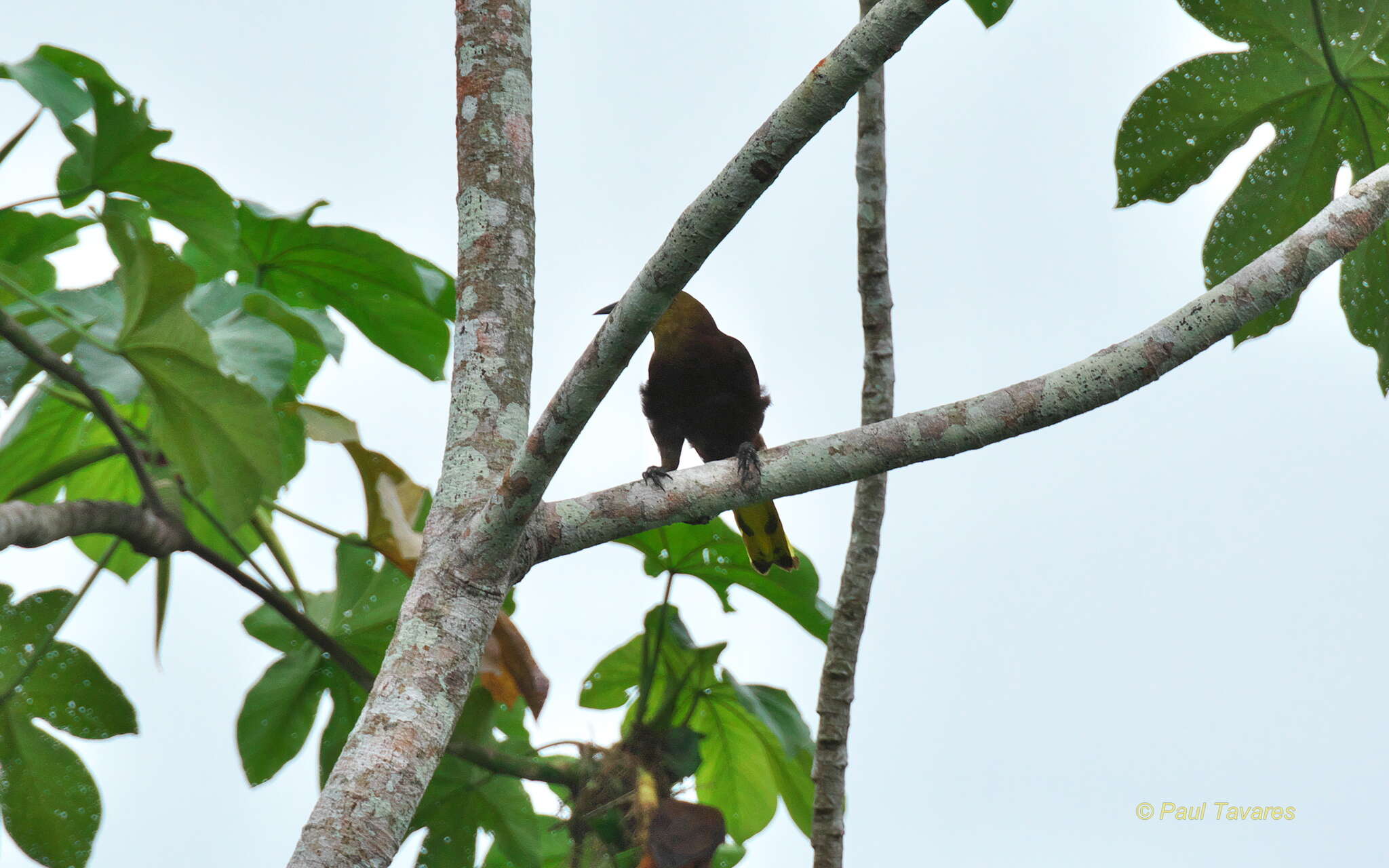 Image of Russet-backed Oropendola