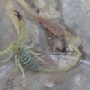 Image of Hemiscorpius lepturus Peters 1861