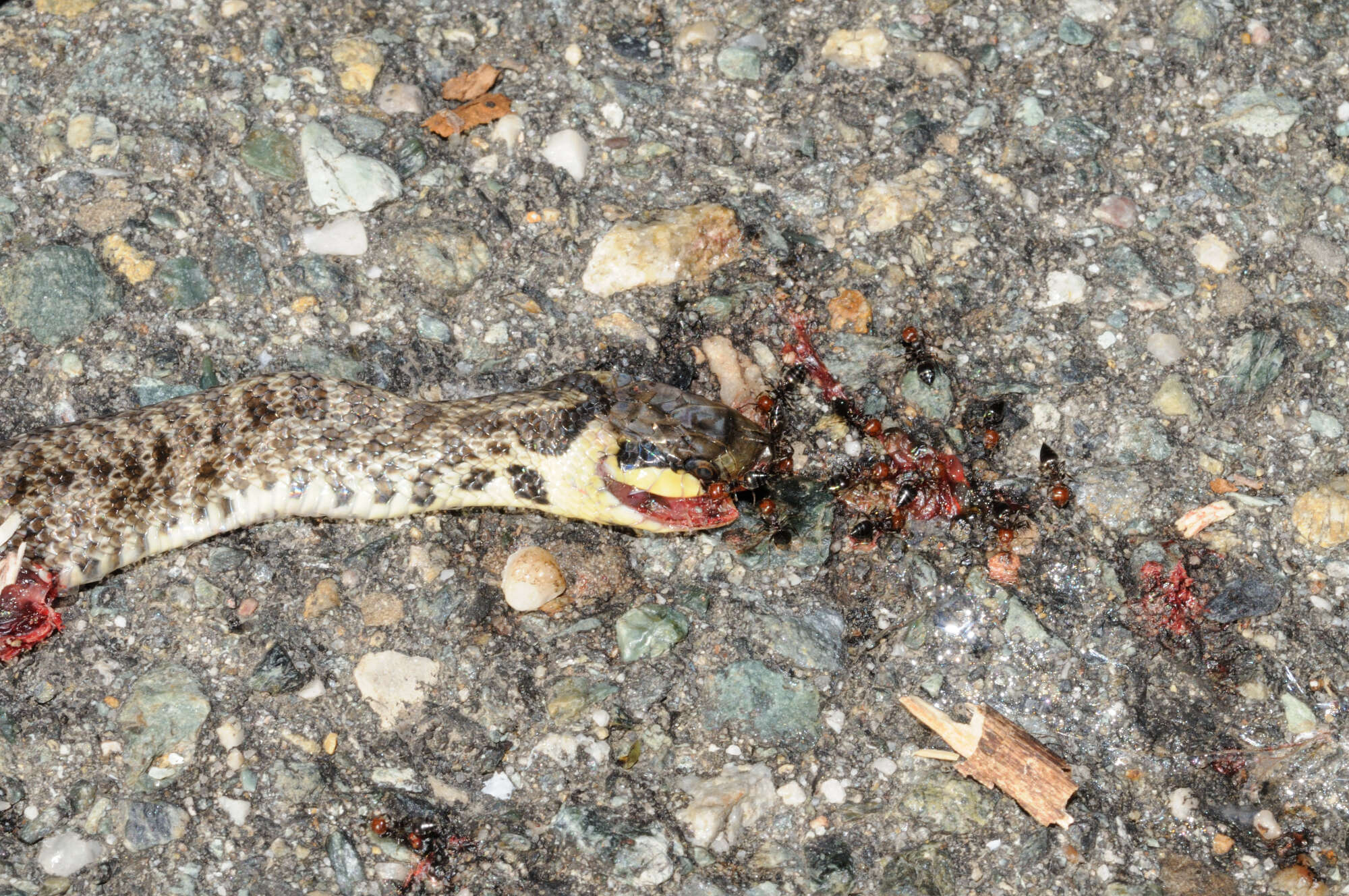 Image of Dahls Wipe Snake