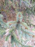 Imagem de Picea engelmannii subsp. mexicana (Martínez) P. A. Schmidt