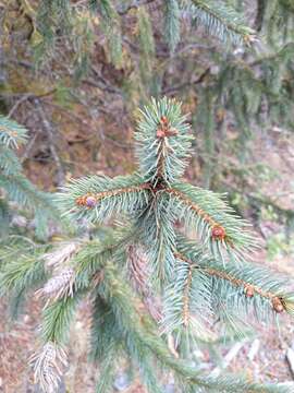 صورة Picea engelmannii subsp. mexicana (Martínez) P. A. Schmidt