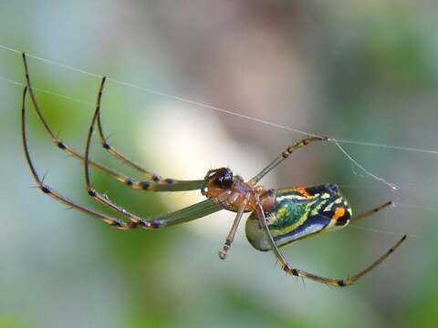 Image of Leucauge argyrobapta (White 1841)