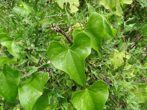 Plancia ëd Ipomoea anisomeres Robinson & Bartlett