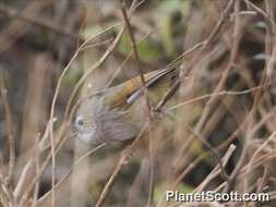 Fulvetta ruficapilla (Verreaux & J 1871) resmi