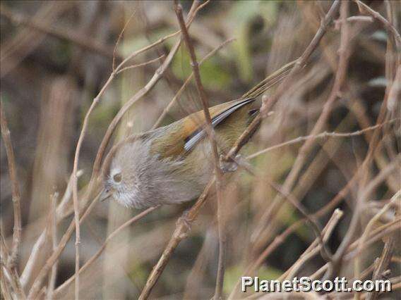 Image of Spectacled Fulvetta