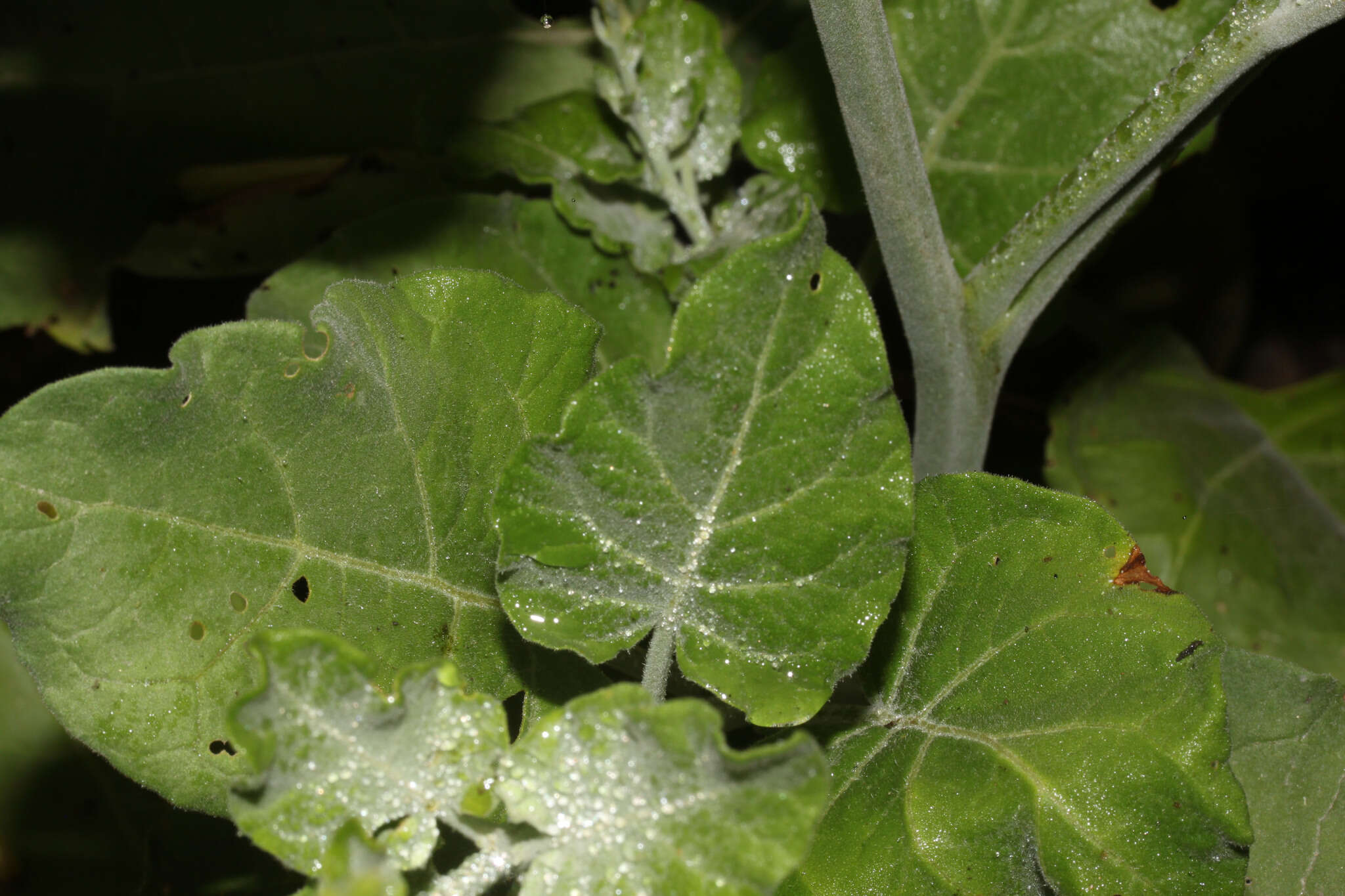 Nicotiana paniculata L. resmi