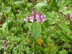 Imagem de Impatiens sulcata Wall.