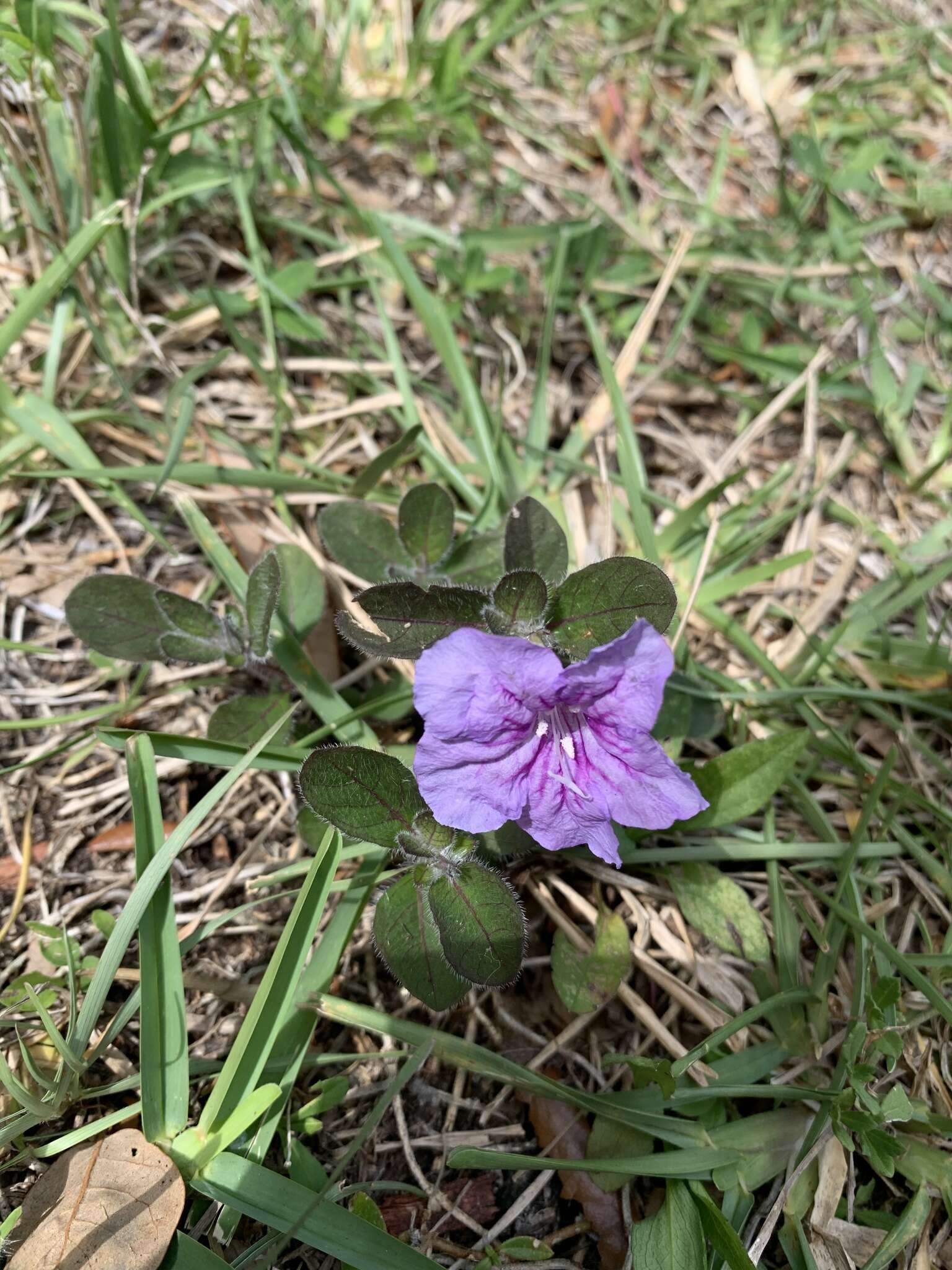 Image of Thickleaf Wild Petunia