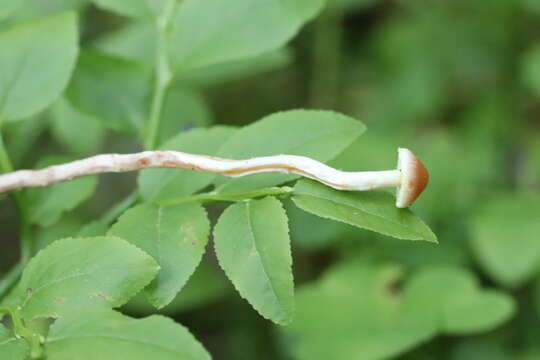 Image of Hypholoma polytrichi (Fr.) Ricken 1912