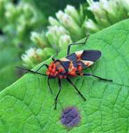 صورة Oncopeltus (Erythrischius) unifasciatellus Slater & J. A. 1964