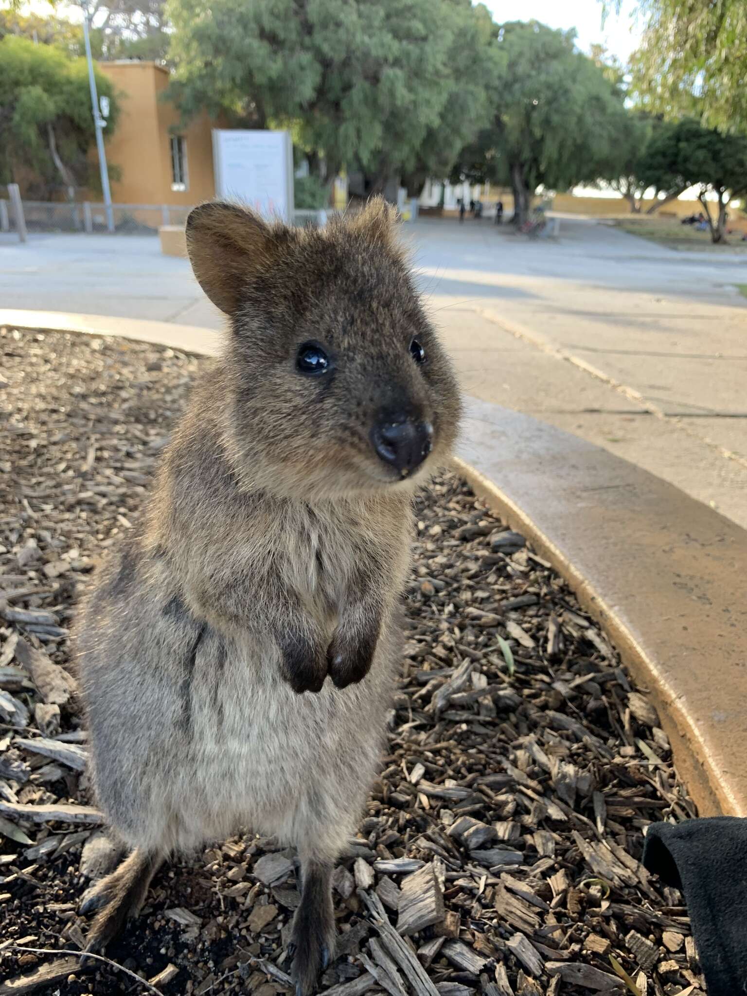 Image of Quokkas