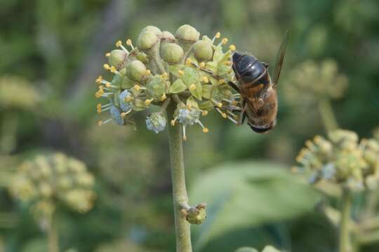 Image of drone fly