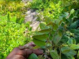 Image of Capparis fascicularis DC.