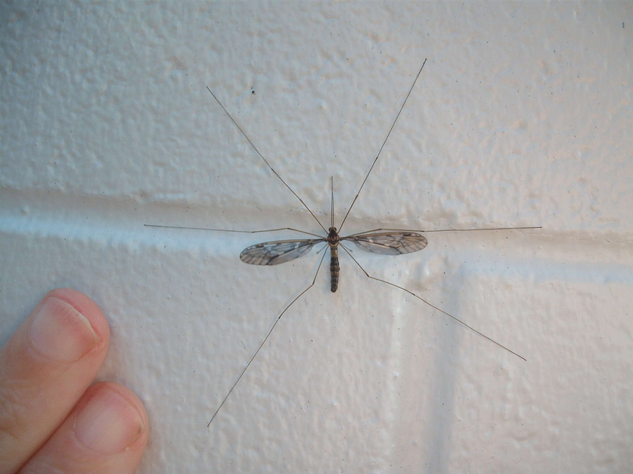 Image of Leptotarsus (Macromastix) binotatus (Hutton 1900)