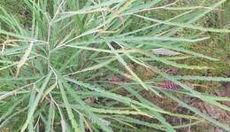 Image of Grevillea aspleniifolia Knight & Salisb.