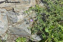 Image of Lathyrus neurolobus Boiss. & Heldr.