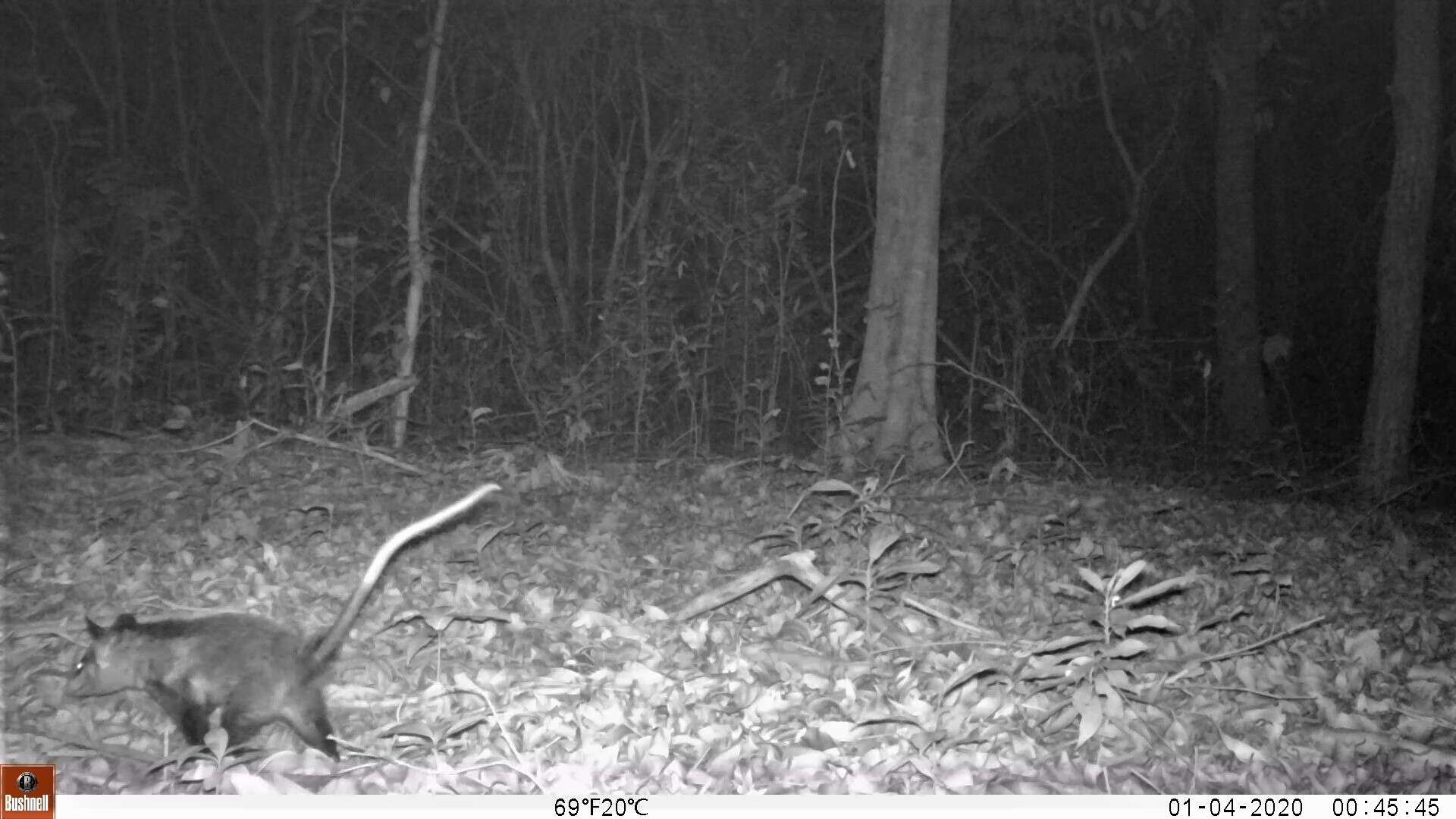 Image of Big-eared Opossum