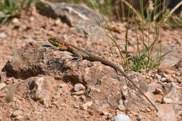 Image of Tawny Crevice-dragon