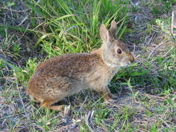 Image of Key Rabbit