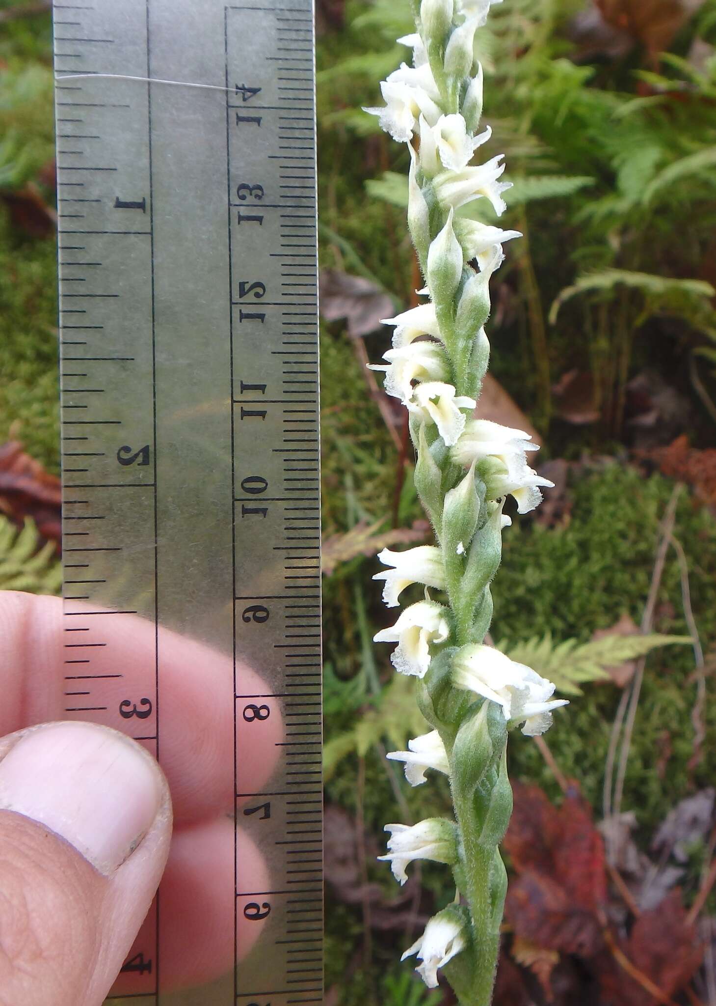 Spiranthes casei var. casei resmi