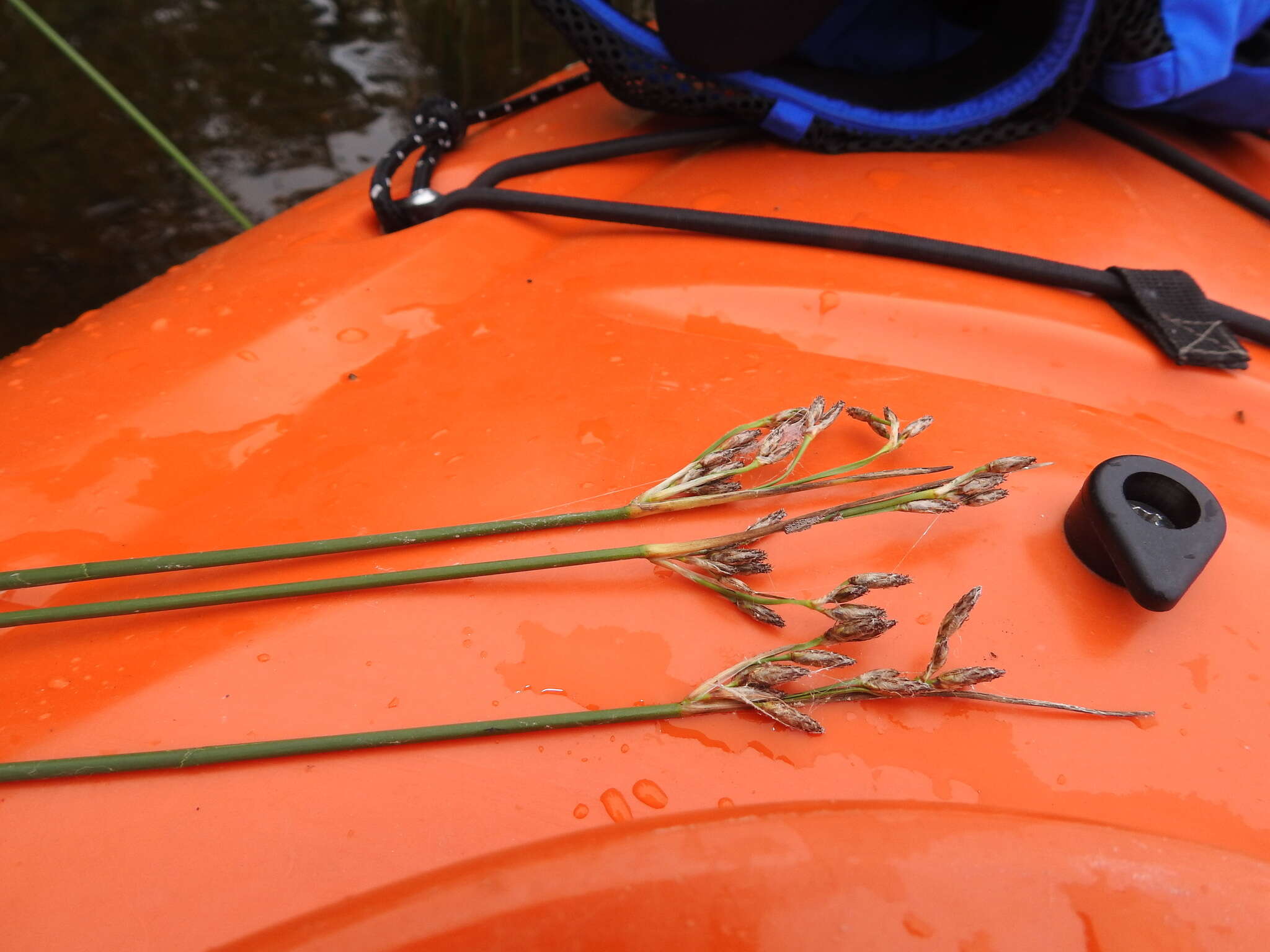 Image of slender bulrush