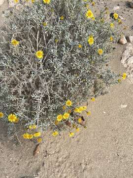 Image of Pulicaria burchardii Hutch.