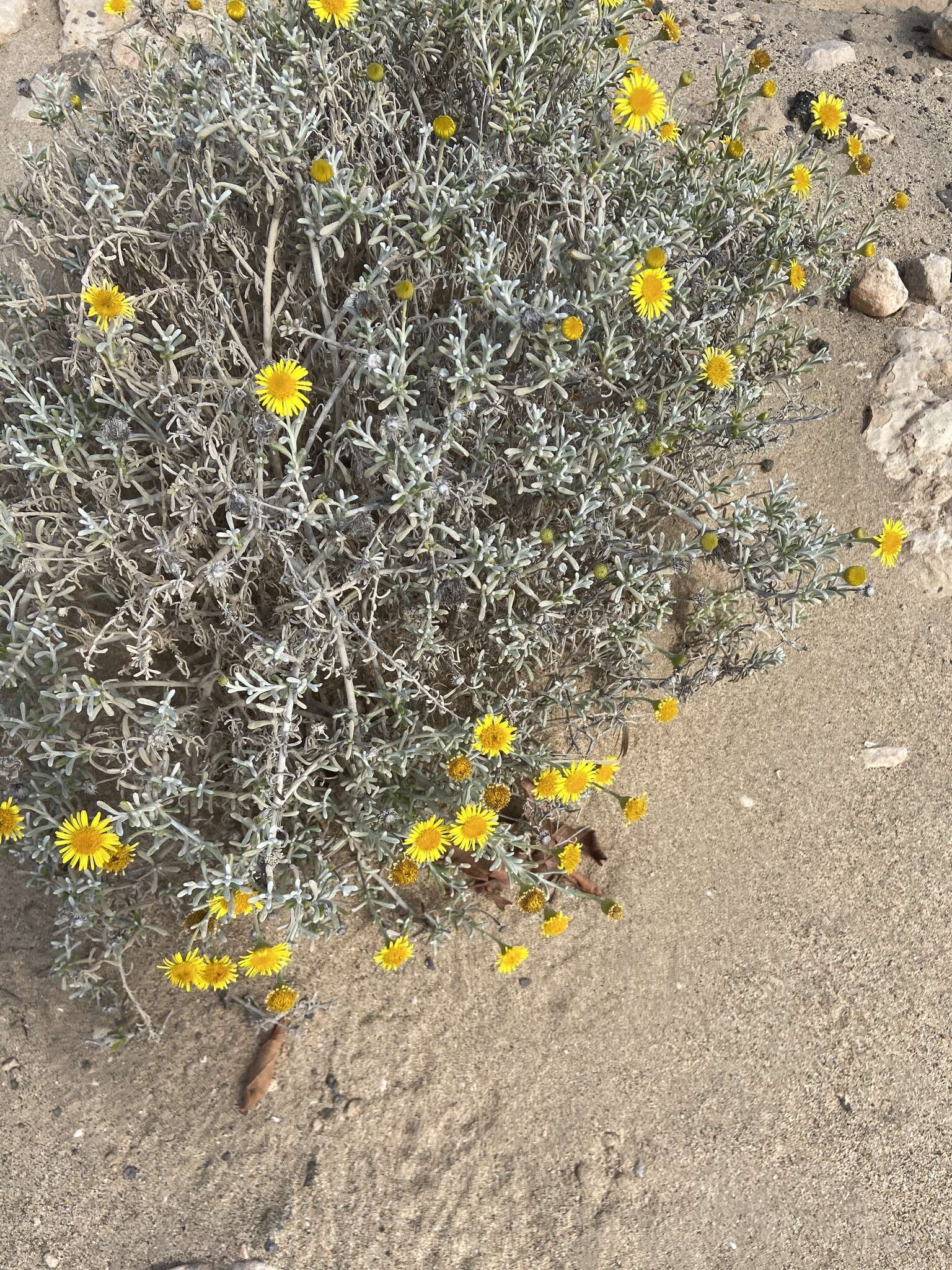 Image of Pulicaria burchardii Hutch.